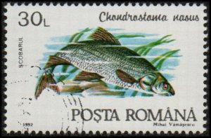 Romania 3732 - Cto - 30L Common Nase (1992)