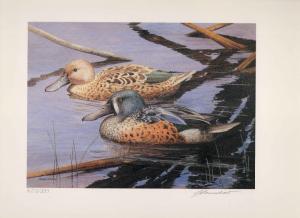 NEW ZEALAND #2 1994 STATE DUCK STAMP PRINT N.Z. SHOVELER Adele Earnshaw