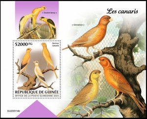 GUINEA 2023 BIRDS OISEAUX VOGEL UCCELLO AVES