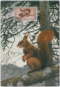 32141 - IFNI - POSTAL HISTORY - MAXIMUM CARD - 1956 - Squirrels, Fauna-