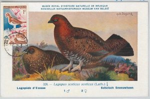 62875 - Saint Pierre et Miquelon - POSTAL HISTORY: MAXIMUM CARD 1964 - BIRDS-