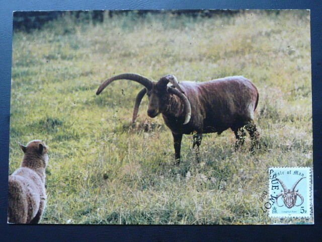 wild animal loghtan sheep maximum card Isle of Man 71128