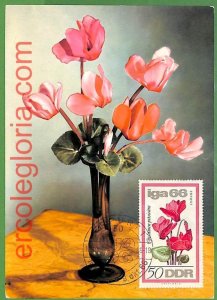 32448 - Germany DDR - MAXIMUM CARD - 1966 - Flowers-