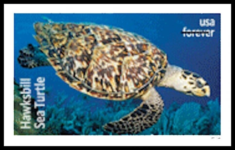 US 5865a-5870a Protect Sea Turtles imperf NDC set 6 MNH 2024