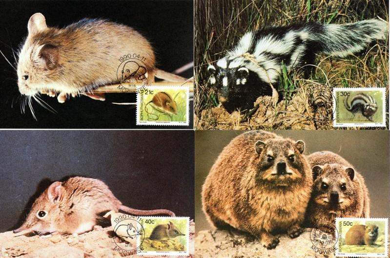 Bophuthatswana - 1990 Small Mammals Maxi Card Set SG 235-238