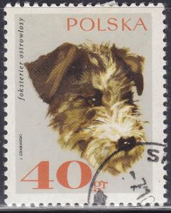 Poland 1637 Rough-Haired Fox Terrier 40GR 1969