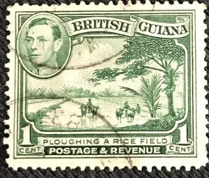 British Guiana #230 Used Single Plowing a Rice Field L39