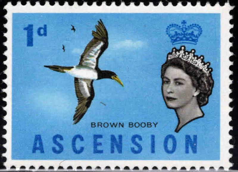 ASCENSION  Scott 75 MNH** Bird stamp