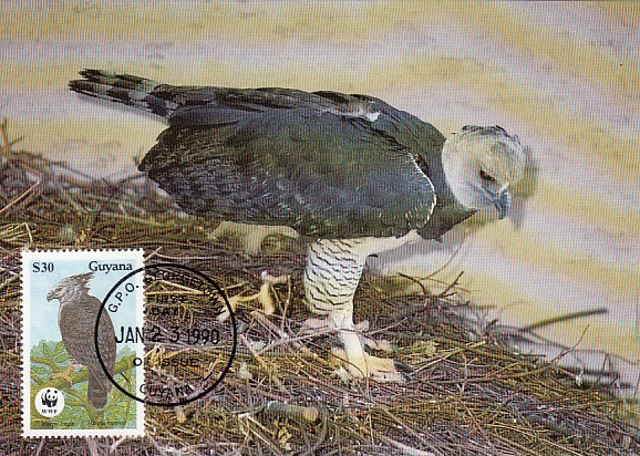 Guyana 1990 Maxicard Sc #2246 $30 Harpy eagle WWF