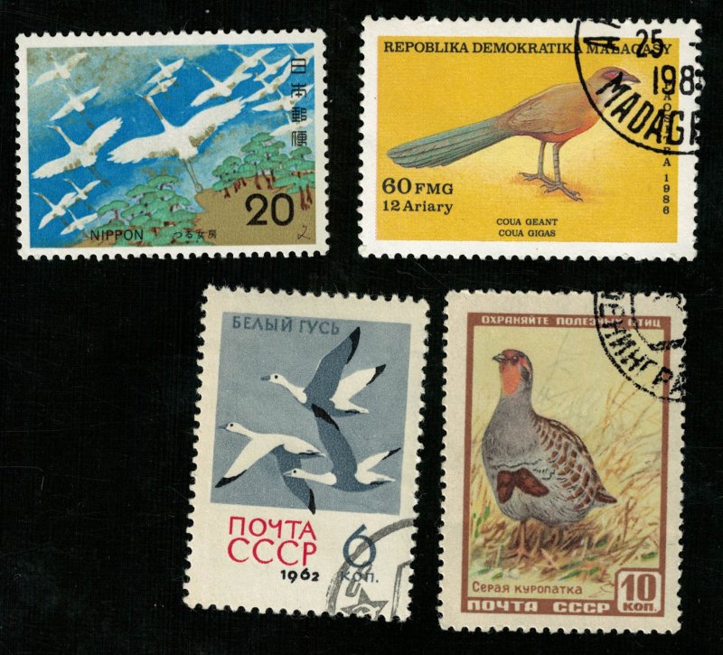 Birds (3291-T)