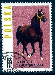 Horse, Arab Stallion \Witez II\, Poland stamp SC#1194 used