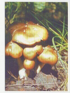 Postal stationery Belarus 1999 Mushroom