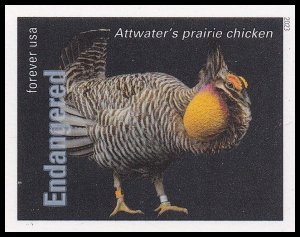 US 5799ak Endangered Species Prairie Chicken imperf NDC single MNH 2023