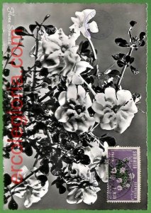 32449 - Somalia - MAXIMUM CARD - 1955 - Flowers-