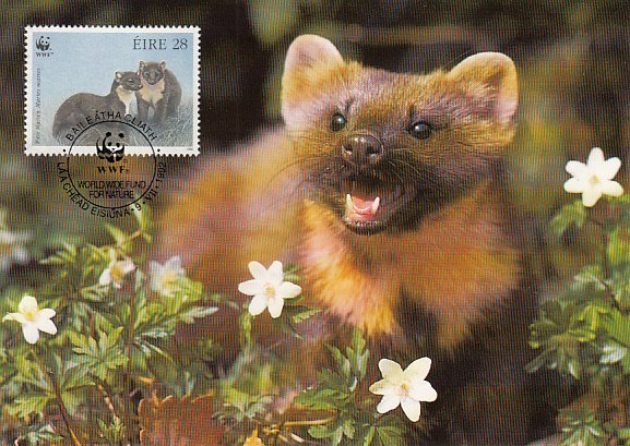 Ireland 1992 Maxicard Sc #868 28p Pine martens WWF