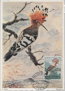 52658 - SAN MARINO - MAXIMUM CARD - ANIMALS Birds Hoopoe 1960-