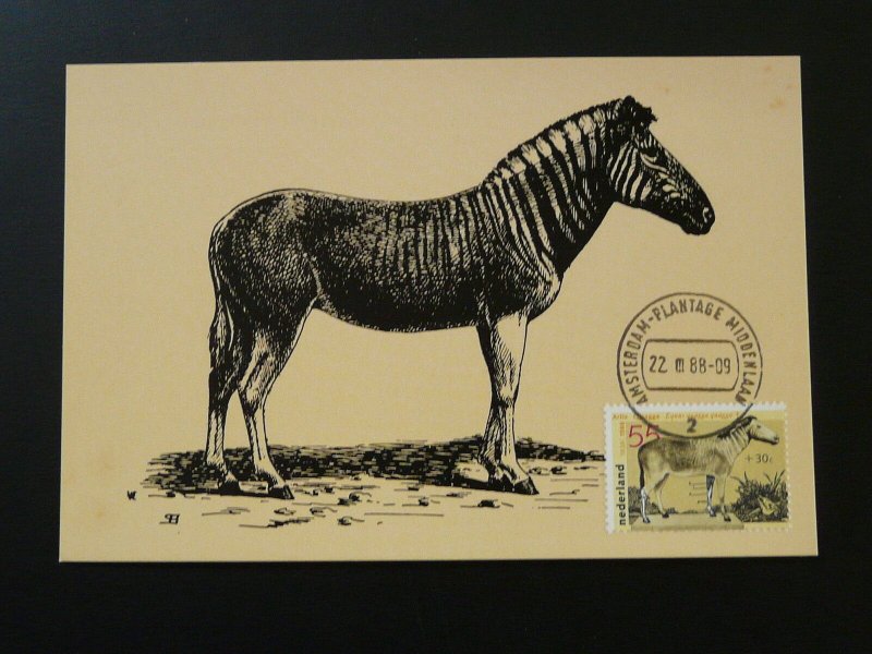 wild animal zebra maximum card Netherlands 84395