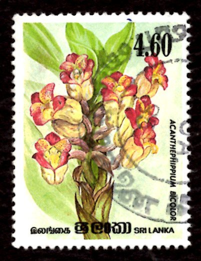 Sri Lanka 1984 Orchid Flowers, Acanthephippium bicolor 4.60r Sc.723 Used (#1)