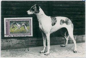 32368 HUNGARY - MAXIMUM CARD: animals DOG DOGS: Magyar agar greyhound 1972-