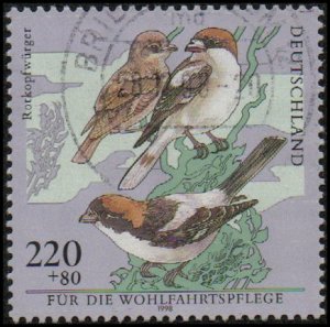 Germany B841 - Used - 220pf+80pf Woodchat Shrikes (1998) (cv $3.25)