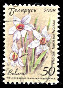 Belarus 662, used, Daffodil