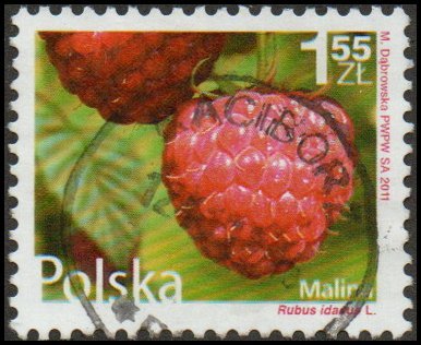 Poland 4029 - Used - 1.55z Raspberry (2011) (cv $1.10)