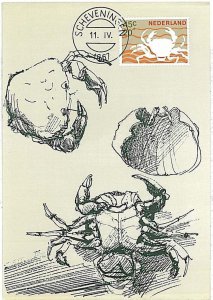 21461 - The NETHERLANDS - POSTAL HISTORY - 1967 CRAB Marine Life Maximum Card-