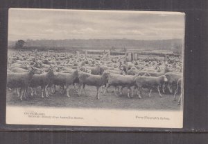 AUSTRALIA, c1910 ppc. Sheep, Off to Market, History of Merino, Kerry, unused.