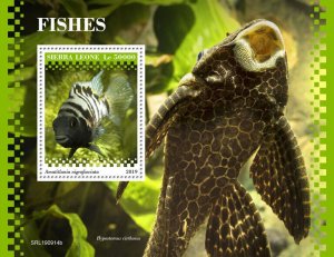 Sierra Leone 2019 MNH Fish Stamps Fishes Convict Cichlid Cichlids 1v S/S