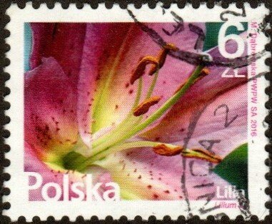 Poland 4236 - Used - 6z Lily (2016) (cv $3.50)