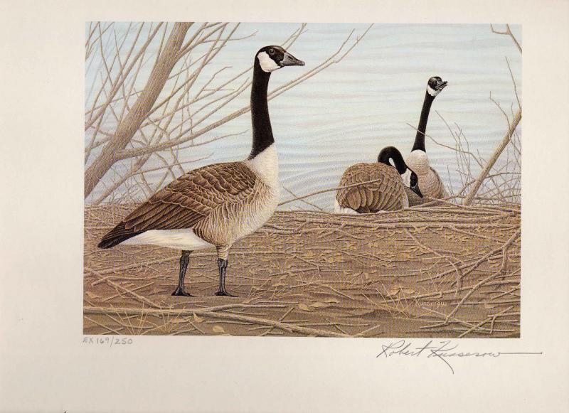 WYOMING #1 1985 STATE DUCK STAMP PRINT CANADA GOOSE by Robert Kusserow NO STAMP