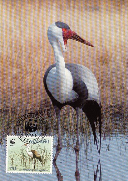 Malawi 1987 Maxicard Sc #497 75t Wattled crane WWF