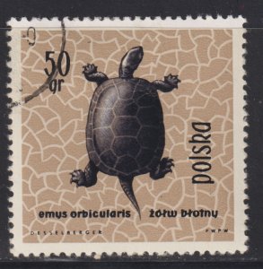 Poland 1136 European Pond Turtle 1963