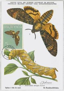 MAXIMUM CARD : intects BUTTERFLIES - Albania 1964 MOTH #3