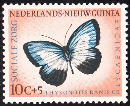 Netherlands New Guinea 1960 MNH Sc #B24 10c + 5c Thysonotis danis Butterflies