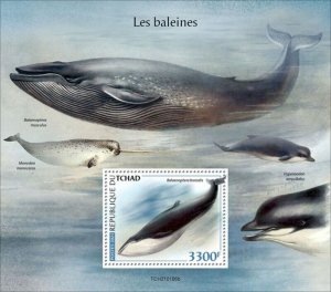 Chad - 2021 Sei Whales, Marine Life - Stamp Souvenir Sheet - TCH210106b