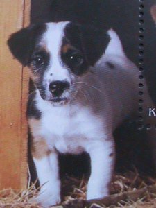 ​RUSSIA-COMN-2001- COLORFUL LOVELY BEAUTIFUL DOG- CTO S/S VERY FINE
