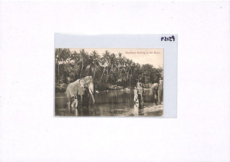 CEYLON KEVII Postcard *ELEPHANTS BATHING* 1902 Kandy CDS Bucks {samwells}PJ159