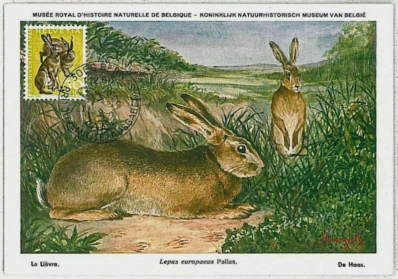 32207 - SWIZZERLAND  - POSTAL HISTORY - MAXIMUM CARD -  FAUNA  Hares, Jackrabbit