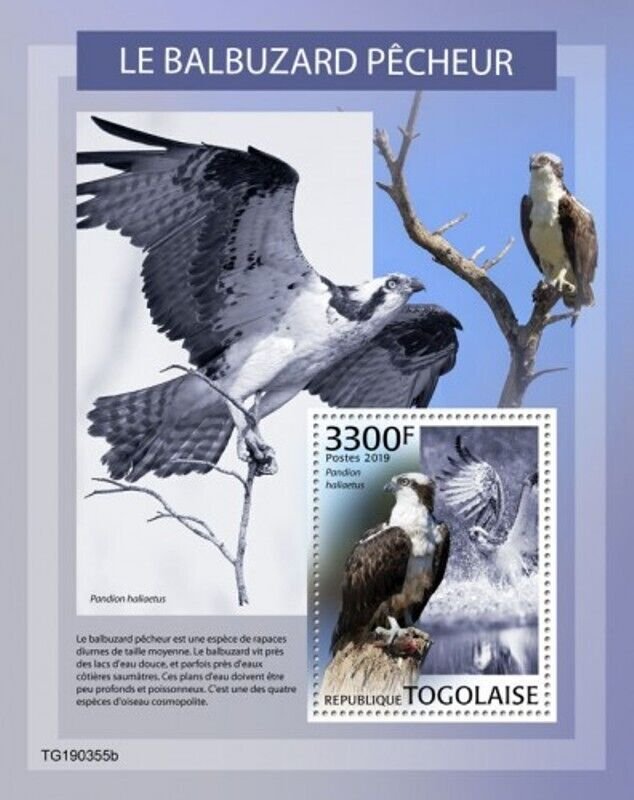 Togo - 2019 Bird of Prey Osprey - Stamp Souvenir Sheet - TG190355b