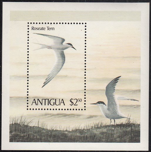 Antigua 1980 MNH Sc #591 $2.50 Roseate tern