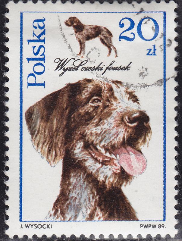 Poland 2902 Dogs Czech Fousek Pointer 1989
