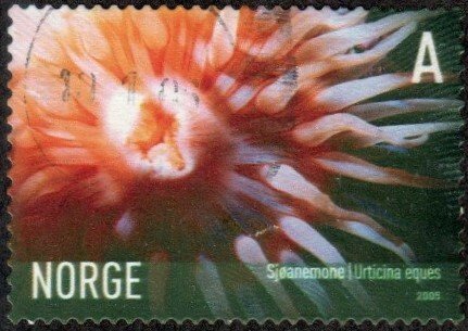 Norway 1441 - Used - (6k) Strawberry Anemone (2005) (cv $1.20)