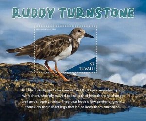 2023 06- TUVALU - RUDDY TURNSTONE       1V  complet set    MNH **