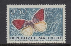 Malagasy 306 Butterfly mint
