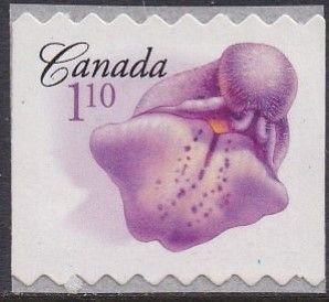 2196 The Marsh Skullcap MNH