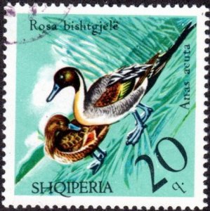 Albania 1675 - Cto - 20q Northern Pintail (1975)