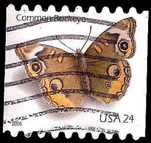 # 4002 USED COMMON BUCKEYE BUTTERFLY