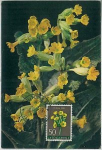 32428 - Yugoslavia - MAXIMUM CARD: Nature FLOWERS 1958-