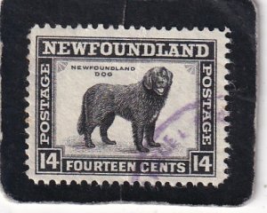 Newfoundland   #   194   used
